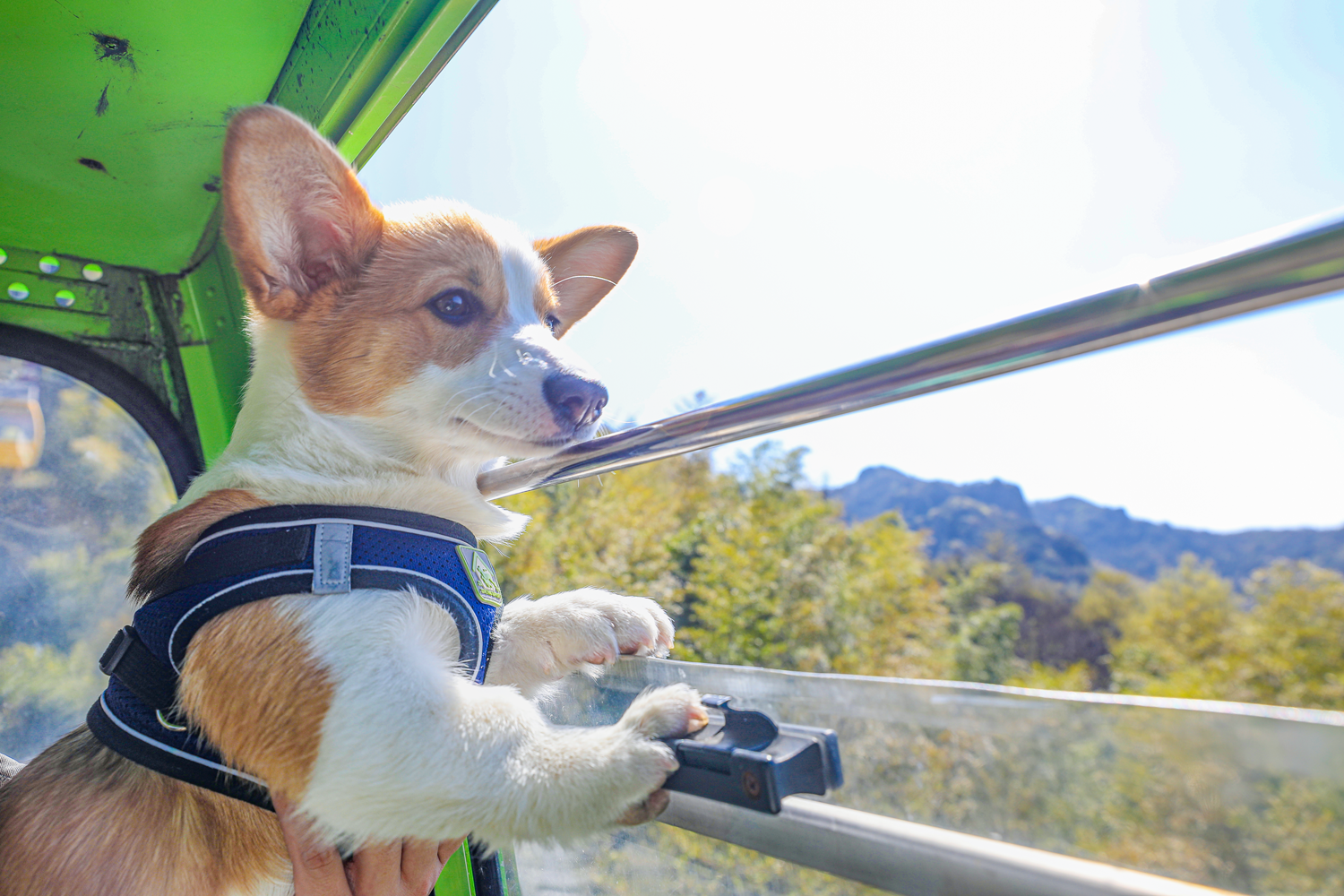 馬仁奇峰第一屆萌犬登山節(jié)，有狗狗的游客有福啦！