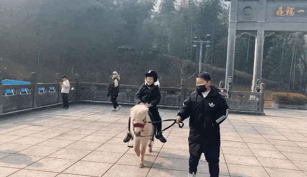 特價！馬仁周末親子游，爸媽騎車天上飛，萌寶遛馬地上跑！